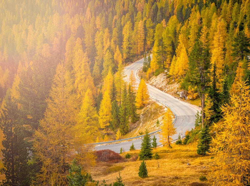 Herbstwald in Südtirol Eine gewundene Straße führt durch die Lärchenwälder in Südtirol