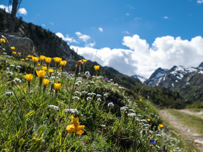 Frühling auf dem Bauernhof Bunte Frühlingsblumen am Wegesrand. im Hintergrund sind noch schneebedekte Berge zu sehen