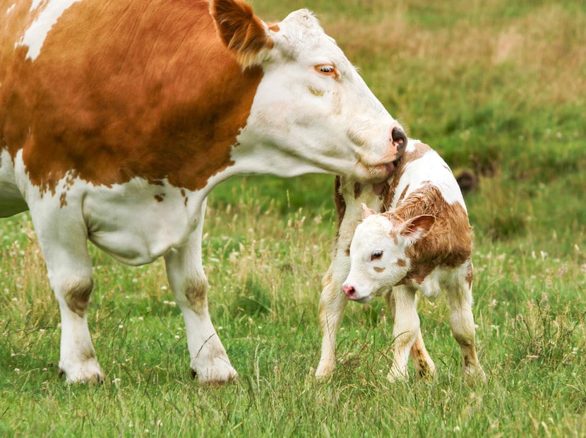 Tiere auf dem Kinderbauernhof Eine Kuh stupst ihr Kälbchen mit der Nase auf einer grünen Wiese an.